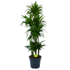 Dracaena Janet Craig - Op Stam - Drakenbloedboom - P34 H170 - Kamerplant -Tuin & Buiten Korting Winkel dracaena janet craig op stam drakenbloedboom p34 h170 1 1