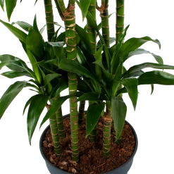 Dracaena Janet Craig - Op Stam - Drakenbloedboom - P34 H170 - Kamerplant -Tuin & Buiten Korting Winkel dracaena janet craig op stam drakenbloedboom p34 h170 5 1