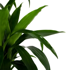 Dracaena Janet Craig - Op Stam - Drakenbloedboom - P34 H170 - Kamerplant -Tuin & Buiten Korting Winkel dracaena janet craig op stam drakenbloedboom p34 h170 6 1