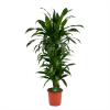 Dracaena Janet Craig - Vertrakt - Drakenbloedboom - P24 H110 - Kamerplant -Tuin & Buiten Korting Winkel dracaena janet craig vertrakt drakenbloedboom p24 h110 kamerplant 1