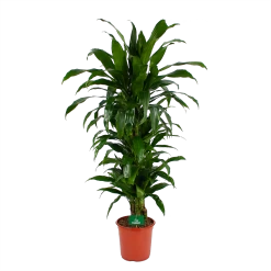 Dracaena Janet Craig - Vertrakt - Drakenbloedboom - P24 H110 - Kamerplant