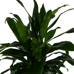 Dracaena Janet Craig - Vertrakt - Drakenbloedboom - P24 H110 - Kamerplant -Tuin & Buiten Korting Winkel dracaena janet craig vertrakt drakenbloedboom p24 h110 kamerplant 4