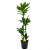 Dracaena Janet Lind - Op Stam - Drakenbloedboom - P27 H150 - Kamerplant