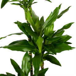 Dracaena Janet Lind - Op Stam - Drakenbloedboom - P27 H150 - Kamerplant -Tuin & Buiten Korting Winkel dracaena janet lind op stam drakenbloedboom p27 h150 5 1