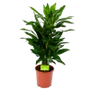 Dracaena Janet Lind - Vertakt - Drakenbloedboom - P21 H80 - Kamerplant 1 Dracaena Janet Lind - Vertakt - Drakenbloedboom - P21 H80 - Kamerplant -Tuin & Buiten Korting Winkel dracaena janet lind vertakt drakenbloedboom p21 h80 1