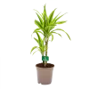 Dracaena Lemon Lime - Op Stam - Drakenbloedboom - P17 H65 - Kamerplant -Tuin & Buiten Korting Winkel dracaena lemon lime drakenbloedboom p17 h65 4