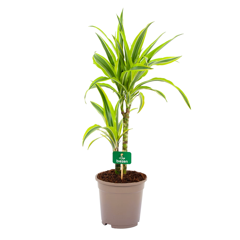 Dracaena Lemon Lime - Op Stam - Drakenbloedboom - P17 H65 - Kamerplant 3 Dracaena Lemon Lime - Op Stam - Drakenbloedboom - P17 H65 - Kamerplant