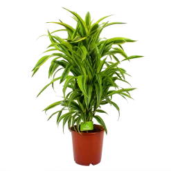 Dracaena Lemon Lime - Vertakt - Drakenbloedboom - P24 H110 - Kamerplant
