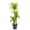 Dracaena Lemon Lime - Op Stam - Drakenbloedboom - P21 H100 - Kamerplant -Tuin & Buiten Korting Winkel dracaena lemon lime op stam drakenbloedboom p21 h100 1 1
