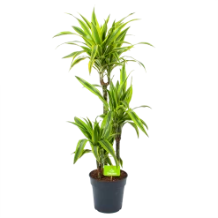 Dracaena Lemon Lime - Op Stam - Drakenbloedboom - P21 H100 - Kamerplant