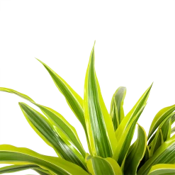 Dracaena Lemon Lime - Op Stam - Drakenbloedboom - P21 H100 - Kamerplant -Tuin & Buiten Korting Winkel dracaena lemon lime op stam drakenbloedboom p21 h100 6 1