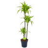 Dracaena Lemon Lime - Op Stam - Drakenbloedboom - P24 H150 - Kamerplant -Tuin & Buiten Korting Winkel dracaena lemon lime op stam drakenbloedboom p24 h150 1