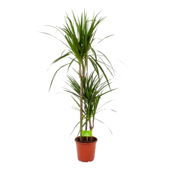 Dracaena Marginata Groen - Op Stam - Drakenbloedboom - P21 H125 - Kamerplant