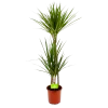 Dracaena Marginata Groen - Op Stam - Drakenbloedboom - P19 H120 - Kamerplant