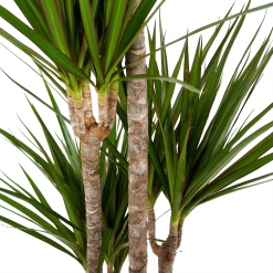 Dracaena Marginata Groen - Op Stam - Drakenbloedboom - P19 H120 - Kamerplant -Tuin & Buiten Korting Winkel dracaena marginata groen op stam drakenbloedboom p19 h120 5 2