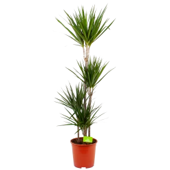 Dracaena Marginata Groen - Op Stam - Drakenbloedboom - P24 H150 - Kamerplant