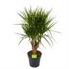Dracaena Marginata Groen - Vertakt - Drakenbloedboom - P27 H120 - Kamerplant 1 Dracaena Marginata Groen - Vertakt - Drakenbloedboom - P27 H120 - Kamerplant -Tuin & Buiten Korting Winkel dracaena marginata groen vertakt drakenbloedboom p27 h120 1 3