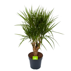 Dracaena Marginata Groen - Vertakt - Drakenbloedboom - P27 H120 - Kamerplant