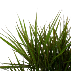 Dracaena Marginata Groen - Vertakt - Drakenbloedboom - P27 H120 - Kamerplant -Tuin & Buiten Korting Winkel dracaena marginata groen vertakt drakenbloedboom p27 h120 6 3