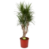 Dracaena Marginata Groen - Vertakt - Drakenbloedboom - P30 H140 - Kamerplant