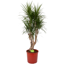 Dracaena Marginata Groen - Vertakt - Drakenbloedboom - P30 H140 - Kamerplant