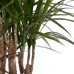 Dracaena Marginata Groen - Vertakt - Drakenbloedboom - P30 H140 - Kamerplant -Tuin & Buiten Korting Winkel dracaena marginata groen vertakt drakenbloedboom p30 h140 6