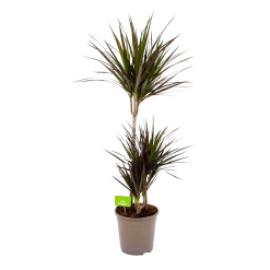 Dracaena Marginata Magenta - Op Stam - Drakenbloedboom-p24 H120 - Kamerplant
