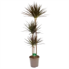 Dracaena Marginata Magenta - Op Stam - Drakenbloedboom - P24 H140 - Kamerplant -Tuin & Buiten Korting Winkel dracaena marginata magenta op stam drakenbloedboom p24 h140 kamerplant 1