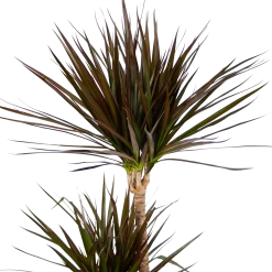 Dracaena Marginata Magenta - Op Stam - Drakenbloedboom - P24 H140 - Kamerplant -Tuin & Buiten Korting Winkel dracaena marginata magenta op stam drakenbloedboom p24 h140 kamerplant 4