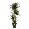 Dracaena Marginata Magenta - Op Stam - Drakenbloedboom - P27 H150 - Kamerplant -Tuin & Buiten Korting Winkel dracaena marginata magenta op stam drakenbloedboom p27 h150 1
