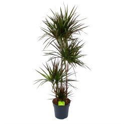 Dracaena Marginata Magenta - Op Stam - Drakenbloedboom - P27 H150 - Kamerplant