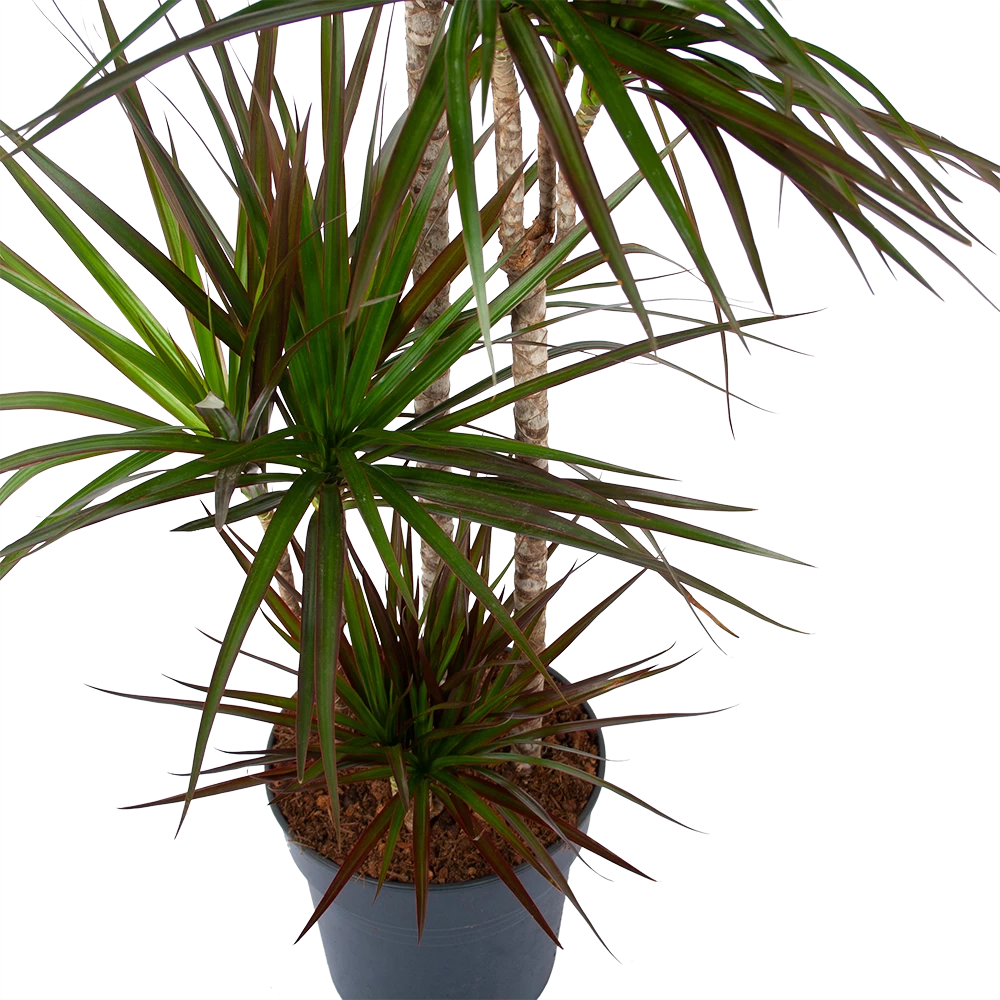 Dracaena Marginata Magenta - Op Stam - Drakenbloedboom - P27 H150 - Kamerplant 4 Dracaena Marginata Magenta - Op Stam - Drakenbloedboom - P27 H150 - Kamerplant - Afbeelding 2