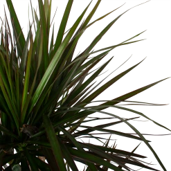 Dracaena Marginata Magenta - Op Stam - Drakenbloedboom - P27 H150 - Kamerplant 8 Dracaena Marginata Magenta - Op Stam - Drakenbloedboom - P27 H150 - Kamerplant -Tuin & Buiten Korting Winkel dracaena marginata magenta op stam drakenbloedboom p27 h150 6