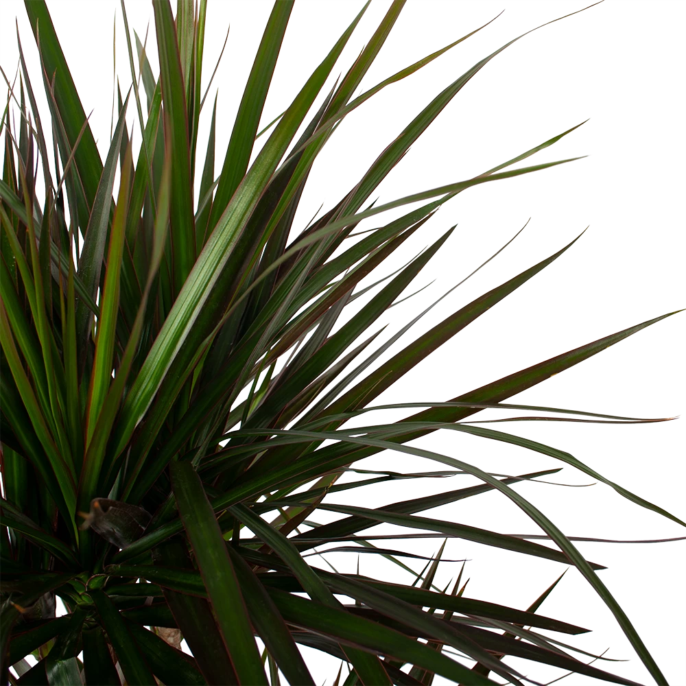 Dracaena Marginata Magenta - Op Stam - Drakenbloedboom - P27 H150 - Kamerplant 5 Dracaena Marginata Magenta - Op Stam - Drakenbloedboom - P27 H150 - Kamerplant - Afbeelding 3