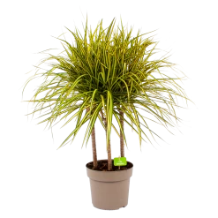 Dracaena Marginata Sunray - Op Stam - Drakenbloedboom - P21 H110 - Kamerplant