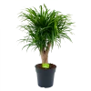 Dracaena Reflexa Anita - Enkele Stam - Drakenbloedboom - P21 H80 - Kamerplant 1 Dracaena Reflexa Anita - Enkele Stam - Drakenbloedboom - P21 H80 - Kamerplant -Tuin & Buiten Korting Winkel dracaena reflexa anita drakenbloedboom p21 h80 4