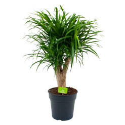 Dracaena Reflexa Anita - Enkele Stam - Drakenbloedboom - P21 H80 - Kamerplant