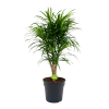 Dracaena Reflexa Anita - Enkele Stam - Drakenbloedboom-p24 H110 - Kamerplant 2 Dracaena Reflexa Anita - Enkele Stam - Drakenbloedboom-p24 H110 - Kamerplant -Tuin & Buiten Korting Winkel dracaena reflexa anita drakenbloedboom p24 h110 4