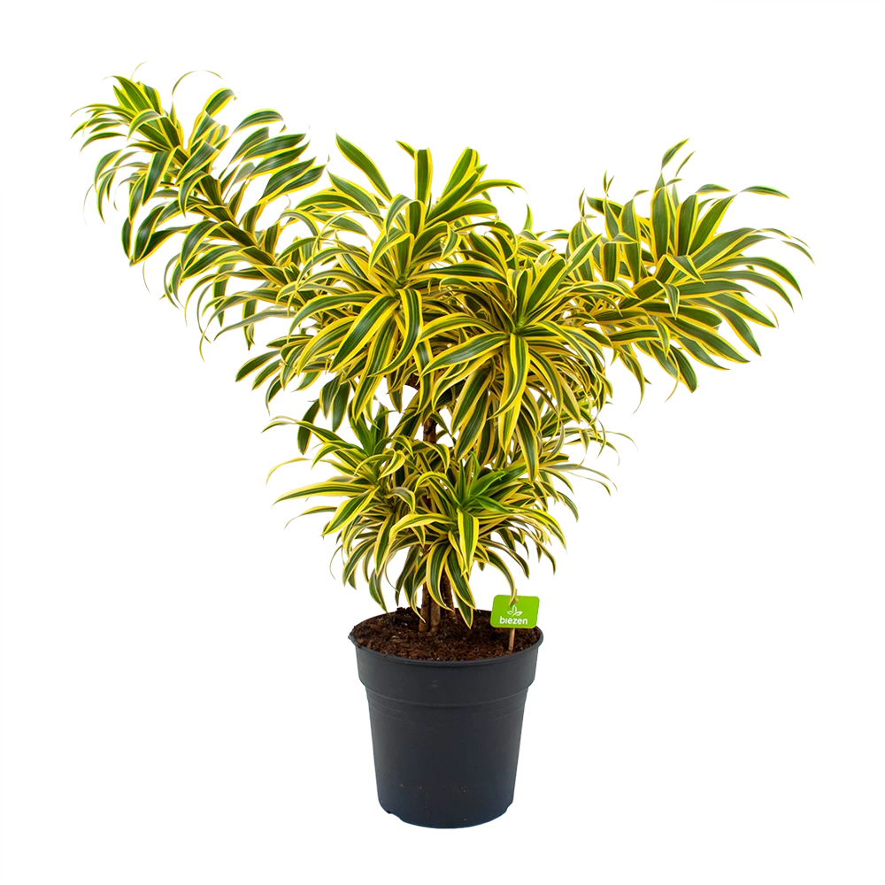 Dracaena Reflexa Song Of India - Vertakt - Drakenbloedboom - P24 H80 - Kamerplant 3 Dracaena Reflexa Song Of India - Vertakt - Drakenbloedboom - P24 H80 - Kamerplant