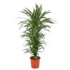 Dracaena Warneckei - Vertakt - Drakenbloedboom - P24 H110 - Kamerplant -Tuin & Buiten Korting Winkel dracaena warneckei vertakt drakenbloedboom p24 h110 kamerplant 1
