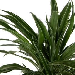 Dracaena Warneckei - Vertakt - Drakenbloedboom - P24 H110 - Kamerplant -Tuin & Buiten Korting Winkel dracaena warneckei vertakt drakenbloedboom p24 h110 kamerplant 4