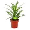 Dracaena White Jewel - Drakenbloedboom - P17 H45 - Kamerplant 1 Dracaena White Jewel - Drakenbloedboom - P17 H45 - Kamerplant -Tuin & Buiten Korting Winkel dracaena white jewel drakenbloedboom p17 h45 4