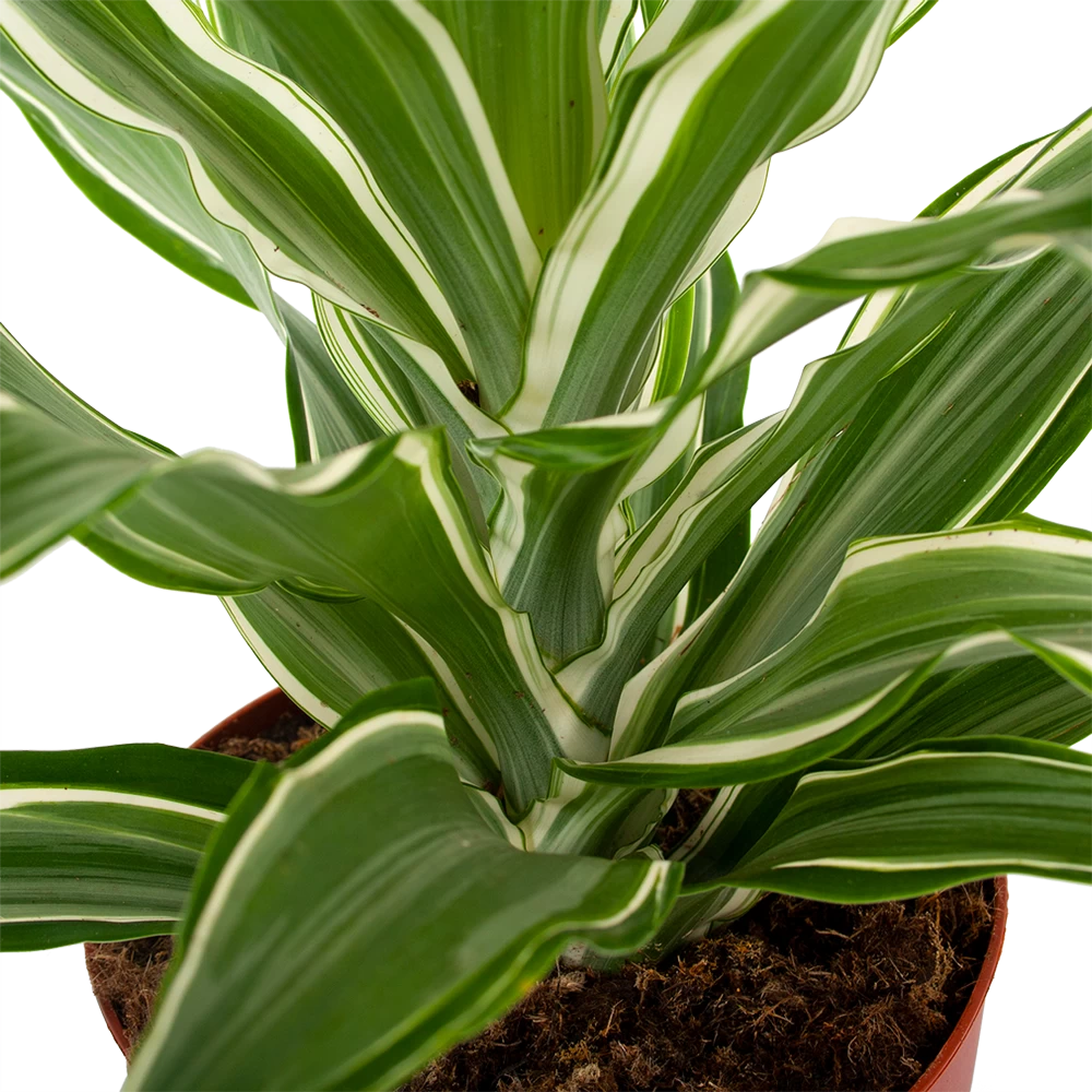Dracaena White Jewel - Drakenbloedboom - P17 H45 - Kamerplant 4 Dracaena White Jewel - Drakenbloedboom - P17 H45 - Kamerplant - Afbeelding 2