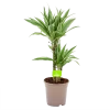 Dracaena White Stripe - Op Stam - Drakenbloedboom - P17 H65 - Kamerplant