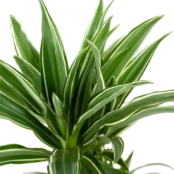 Dracaena White Stripe - Op Stam - Drakenbloedboom - P17 H65 - Kamerplant -Tuin & Buiten Korting Winkel dracaena white stripe drakenbloedboom p17 h55 5