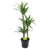 Dracaena White Stripe - Op Stam - Drakenbloedboom - P21 H100 - Kamerplant