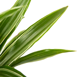 Dracaena White Stripe - Op Stam - Drakenbloedboom - P21 H100 - Kamerplant -Tuin & Buiten Korting Winkel dracaena white stripe op stam drakenbloedboom p21 h100 6 1