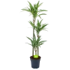 Dracaena White Stripe - Op Stam - Drakenbloedboom - P24 H150 - Kamerplant -Tuin & Buiten Korting Winkel dracaena white stripe op stam drakenbloedboom p24 h150 1 1