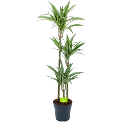 Dracaena White Stripe - Op Stam - Drakenbloedboom - P24 H150 - Kamerplant