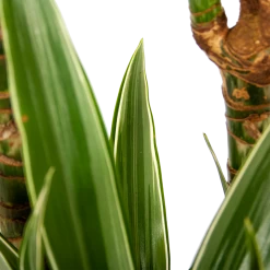 Dracaena White Stripe - Op Stam - Drakenbloedboom - P24 H150 - Kamerplant -Tuin & Buiten Korting Winkel dracaena white stripe op stam drakenbloedboom p24 h150 6 1